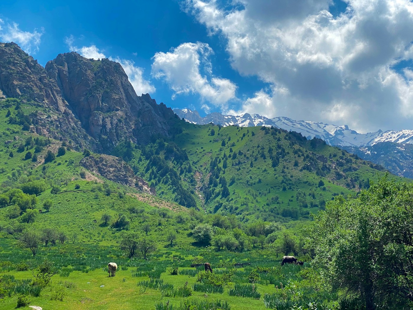 Green meadows in the Chimgan mountains